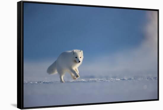 Arctic fox in winter coat, running across snow, Svalbard, Norway-Danny Green-Framed Stretched Canvas