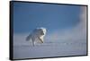 Arctic fox in winter coat, running across snow, Svalbard, Norway-Danny Green-Framed Stretched Canvas