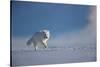 Arctic fox in winter coat, running across snow, Svalbard, Norway-Danny Green-Stretched Canvas