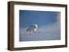 Arctic fox in winter coat, running across snow, Svalbard, Norway-Danny Green-Framed Photographic Print