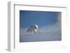 Arctic fox in winter coat, running across snow, Svalbard, Norway-Danny Green-Framed Photographic Print