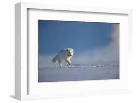 Arctic fox in winter coat, running across snow, Svalbard, Norway-Danny Green-Framed Photographic Print