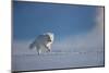Arctic fox in winter coat, running across snow, Svalbard, Norway-Danny Green-Mounted Photographic Print
