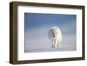 Arctic fox in winter coat, walking across snow, Svalbard, Norway-Danny Green-Framed Photographic Print