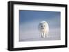 Arctic fox in winter coat, walking across snow, Svalbard, Norway-Danny Green-Framed Photographic Print