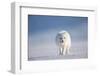 Arctic fox in winter coat, walking across snow, Svalbard, Norway-Danny Green-Framed Photographic Print