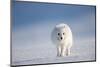 Arctic fox in winter coat, walking across snow, Svalbard, Norway-Danny Green-Mounted Photographic Print