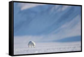 Arctic fox in winter coat, walking across snow, Svalbard, Norway-Danny Green-Framed Stretched Canvas