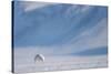 Arctic fox in winter coat, walking across snow, Svalbard, Norway-Danny Green-Stretched Canvas