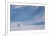 Arctic fox in winter coat, walking across snow, Svalbard, Norway-Danny Green-Framed Photographic Print