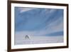 Arctic fox in winter coat, walking across snow, Svalbard, Norway-Danny Green-Framed Photographic Print