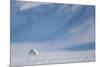 Arctic fox in winter coat, walking across snow, Svalbard, Norway-Danny Green-Mounted Photographic Print