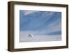 Arctic fox in winter coat, walking across snow, Svalbard, Norway-Danny Green-Framed Photographic Print