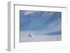 Arctic fox in winter coat, walking across snow, Svalbard, Norway-Danny Green-Framed Photographic Print