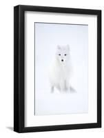 Arctic fox in winter pelage, camouflaged, Svalbard, Norway-Danny Green-Framed Photographic Print