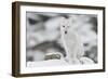 Arctic fox, juvenile licking lips, Dovrefjell NP, Norway-Staffan Widstrand-Framed Photographic Print