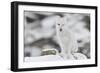 Arctic fox, juvenile licking lips, Dovrefjell NP, Norway-Staffan Widstrand-Framed Photographic Print