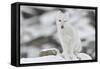 Arctic fox, juvenile licking lips, Dovrefjell NP, Norway-Staffan Widstrand-Framed Stretched Canvas