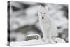 Arctic fox, juvenile licking lips, Dovrefjell NP, Norway-Staffan Widstrand-Stretched Canvas