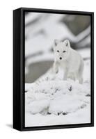 Arctic fox juvenile running through snow, Norway-Staffan Widstrand-Framed Stretched Canvas