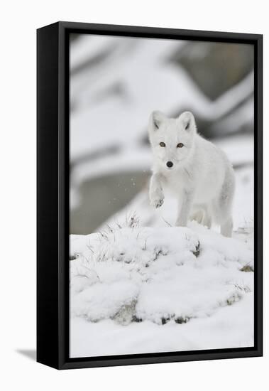 Arctic fox juvenile running through snow, Norway-Staffan Widstrand-Framed Stretched Canvas