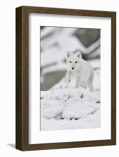 Arctic fox juvenile running through snow, Norway-Staffan Widstrand-Framed Photographic Print