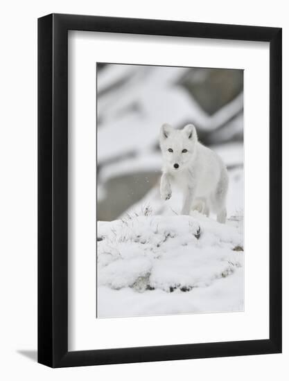 Arctic fox juvenile running through snow, Norway-Staffan Widstrand-Framed Photographic Print