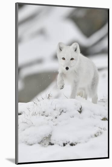 Arctic fox juvenile running through snow, Norway-Staffan Widstrand-Mounted Photographic Print