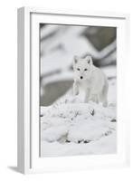 Arctic fox juvenile running through snow, Norway-Staffan Widstrand-Framed Photographic Print