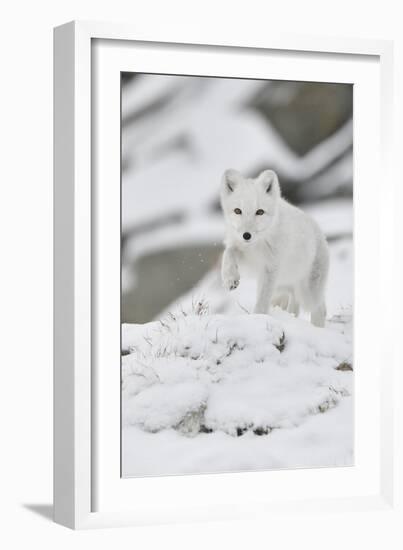 Arctic fox juvenile running through snow, Norway-Staffan Widstrand-Framed Photographic Print