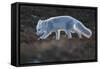 Arctic fox juvenile sniffing ground, Norway-Staffan Widstrand-Framed Stretched Canvas