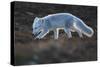 Arctic fox juvenile sniffing ground, Norway-Staffan Widstrand-Stretched Canvas