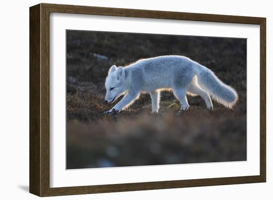 Arctic fox juvenile sniffing ground, Norway-Staffan Widstrand-Framed Photographic Print