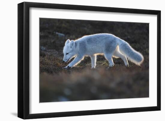 Arctic fox juvenile sniffing ground, Norway-Staffan Widstrand-Framed Photographic Print