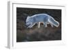 Arctic fox juvenile sniffing ground, Norway-Staffan Widstrand-Framed Photographic Print