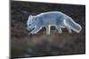 Arctic fox juvenile sniffing ground, Norway-Staffan Widstrand-Mounted Photographic Print