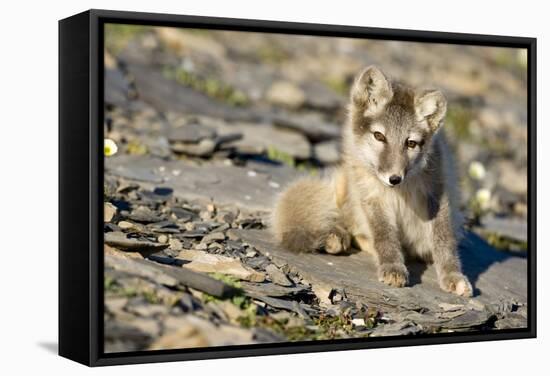 Arctic Fox Kit on Rocky Hillside on Edgeoya Island-Paul Souders-Framed Stretched Canvas