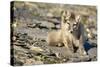 Arctic Fox Kit on Rocky Hillside on Edgeoya Island-Paul Souders-Stretched Canvas