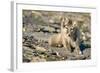 Arctic Fox Kit on Rocky Hillside on Edgeoya Island-Paul Souders-Framed Photographic Print