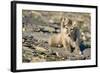 Arctic Fox Kit on Rocky Hillside on Edgeoya Island-Paul Souders-Framed Photographic Print