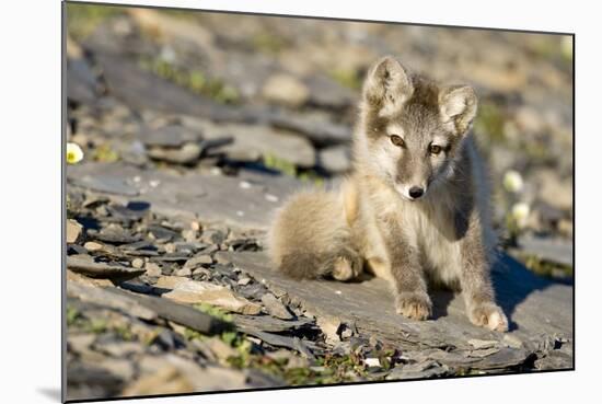 Arctic Fox Kit on Rocky Hillside on Edgeoya Island-Paul Souders-Mounted Photographic Print