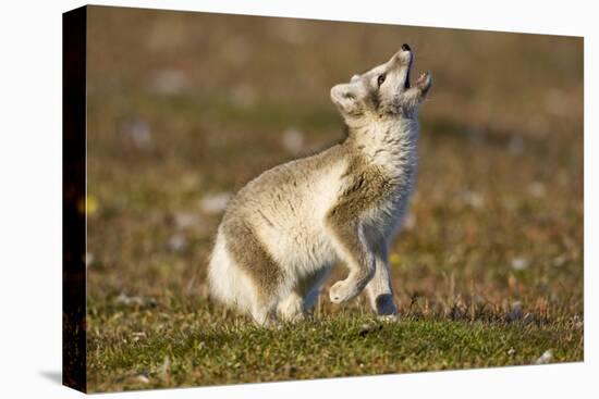 Arctic Fox Kit Playing on Tundra on Edgeoya Island-Paul Souders-Stretched Canvas