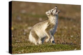 Arctic Fox Kit Playing on Tundra on Edgeoya Island-Paul Souders-Stretched Canvas