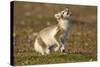 Arctic Fox Kit Playing on Tundra on Edgeoya Island-Paul Souders-Stretched Canvas