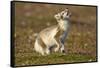 Arctic Fox Kit Playing on Tundra on Edgeoya Island-Paul Souders-Framed Stretched Canvas