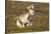 Arctic Fox Kit Playing on Tundra on Edgeoya Island-Paul Souders-Stretched Canvas