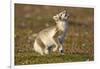 Arctic Fox Kit Playing on Tundra on Edgeoya Island-Paul Souders-Framed Photographic Print