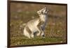 Arctic Fox Kit Playing on Tundra on Edgeoya Island-Paul Souders-Framed Photographic Print