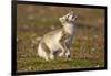 Arctic Fox Kit Playing on Tundra on Edgeoya Island-Paul Souders-Framed Photographic Print