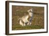 Arctic Fox Kit Playing on Tundra on Edgeoya Island-Paul Souders-Framed Photographic Print